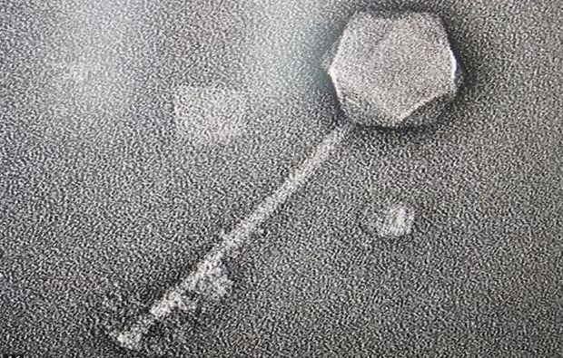 omni-1